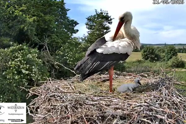 Storch in einem Nest.