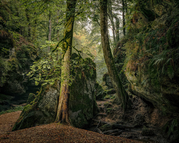 Blick in den Wald