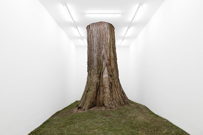 Baum in der Ausstellung