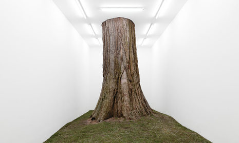 Baum in der Ausstellung