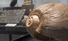 Schnecke als Fossil