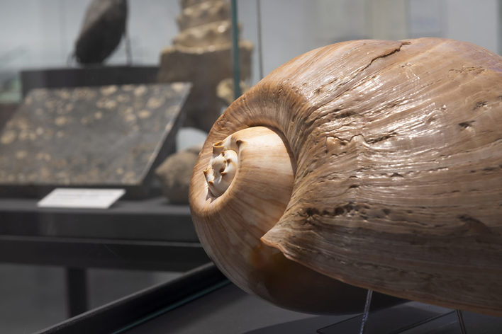 Ausstellungsansicht mit fossilen Mollusken.