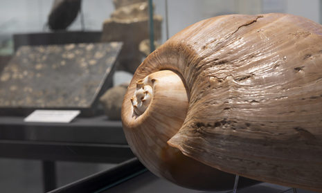 Ausstellungsansicht mit fossilen Mollusken.