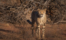 Gepard in freier Wildbahn