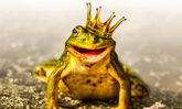 Frosch mit Krone