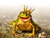 Frosch mit Krone