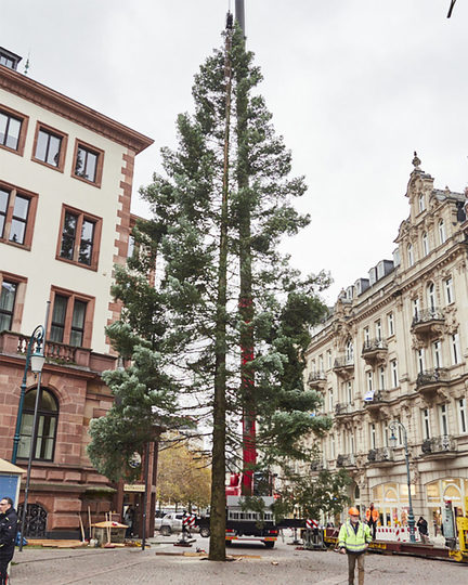 Der Weihnachtsbaum vor dem Wiesabadener Rathaus - noch ungeschmückt.