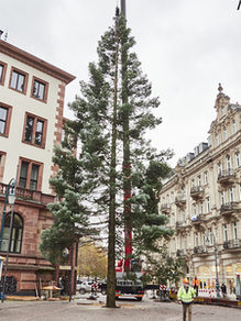 Der Weihnachtsbaum vor dem Wiesabadener Rathaus - noch ungeschmückt.