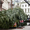 Der Weihnachtsbaum vor dem Rathaus - noch ungeschmückt.