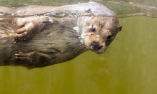 Fischotteranlage mit Steg