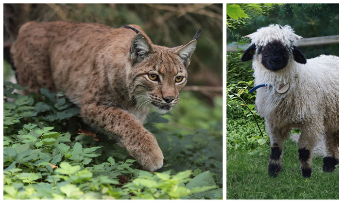 Luchs und Schaf