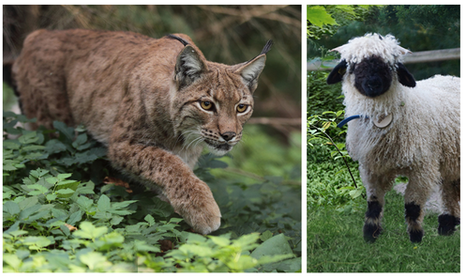 Luchs und Schaf