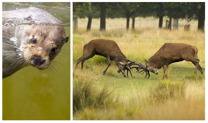 Otter und kämpfende Hirsche