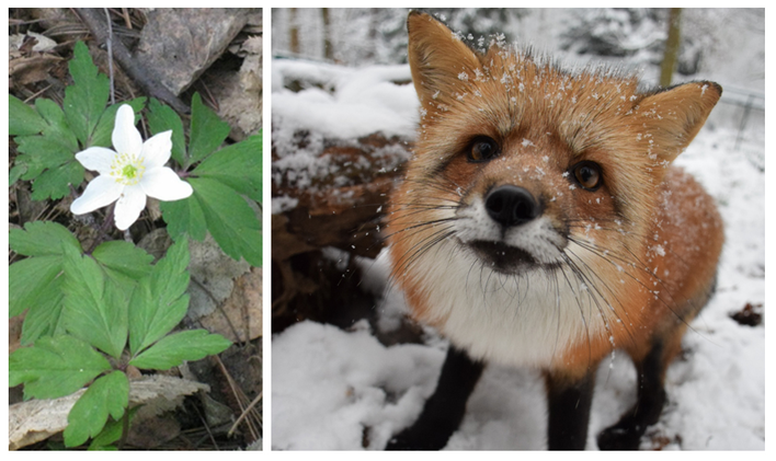 Fuchs im Schnee