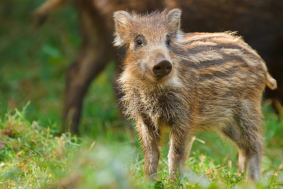 Junges Wildschwein im Grünen.