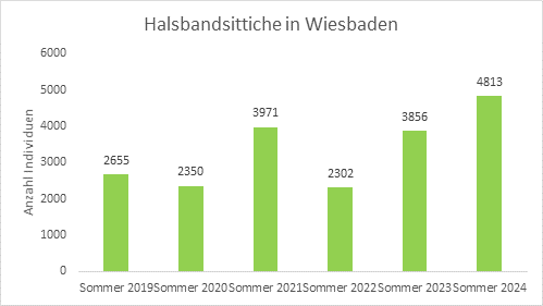 Grafik Halsbandsittiche in Wiesbaden