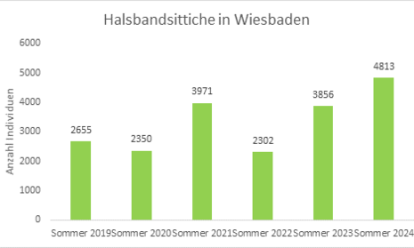 Grafik Halsbandsittiche in Wiesbaden