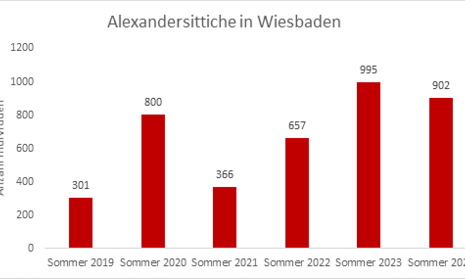 Ergebnisse der Sommerzählungen der Alexandersittiche in Wiesbaden zwischen