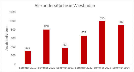 Ergebnisse der Sommerzählungen der Alexandersittiche in Wiesbaden zwischen