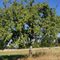 Baum mit gelbem Band markiert