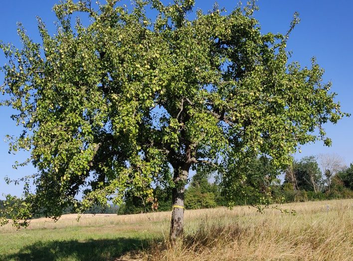 Baum mit gelben Band markiert