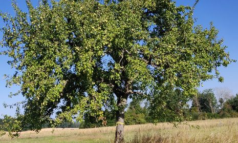 Baum mit gelben Band markiert