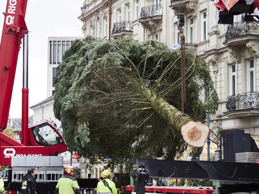 Aufstellung Weihnachtsbaum Landeshauptstadt Wiesbaden