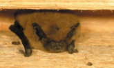 Fledermaus