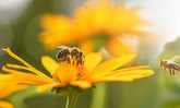 Honigbienen vor und auf einer Blüte