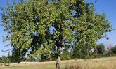 Apfelbaum, der mit einem gelben Band markiert ist