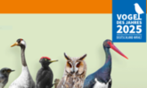 Logo zur Wahl des Vogels des Jahres