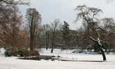 Bäume in einer Winterlandschaft