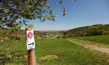 NAtur: Wald und Wiesen bei Sonnenschein