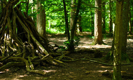 Ein Blick in den Wald