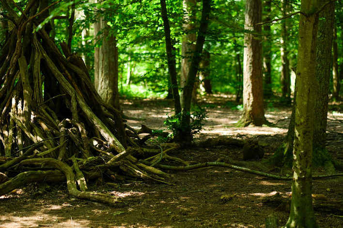 Ein Blick in den Wald